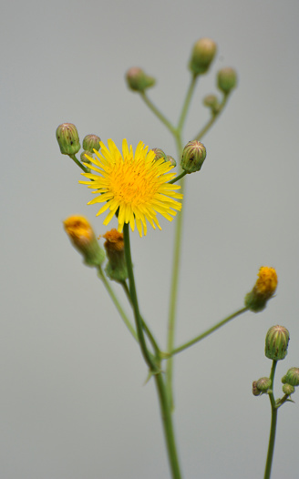 In nature, among the crops grows yellow-field thistle (Sonchus arvensis).