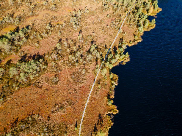istock Wooden hiking trails in swamps 1413755152
