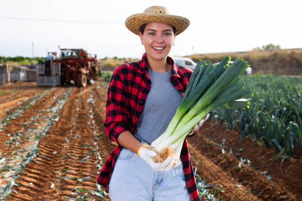 istock Hired worker woman harvests leek and puts it in boxes on field 1413755155