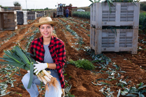 istock Hired worker woman harvests leek and puts it in boxes on field 1413755164