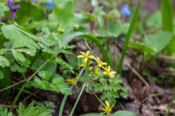 istock Yellow small spring flowers blossom in greenery 1413755371