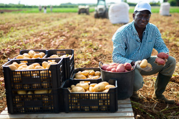 istock Satisfied farmer posing with harvested potatoes in field 1413756140