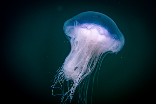 Bluefire jellyfish (Cyanea lamarckii) photo from Nordic cold waters
