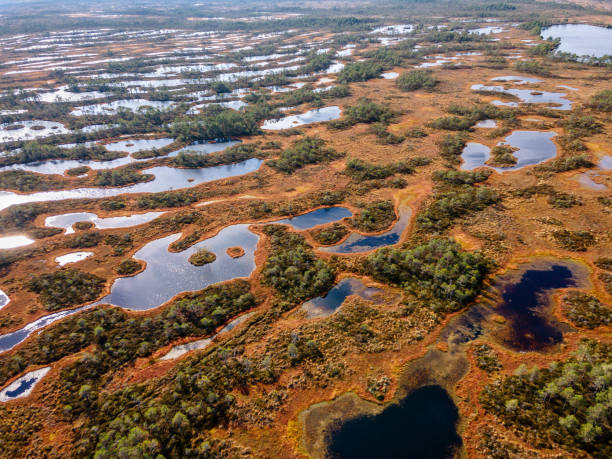 istock Swamp or bog in Estonian nature reserve Kakerdaja 1413756230