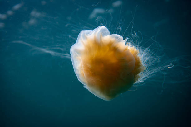 istock Lion's mane jellyfish 1413756386