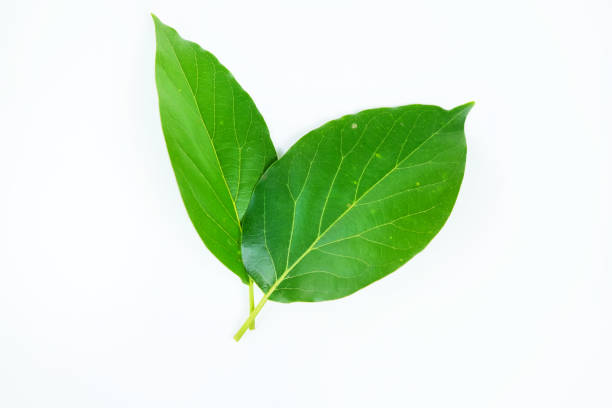 istock Green avocado leaf isolated on a white background. 1413757629