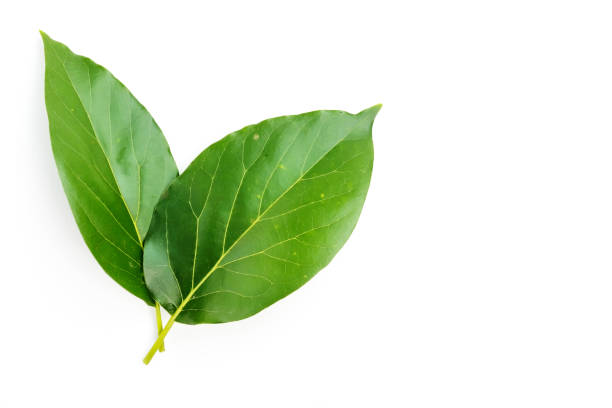 istock Green avocado leaf isolated on a white background. 1413757682