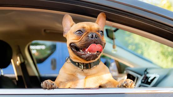 Adorable small active little smart dog French Bulldog in the modern car. Crazy friend pet on his place and ready for journey.