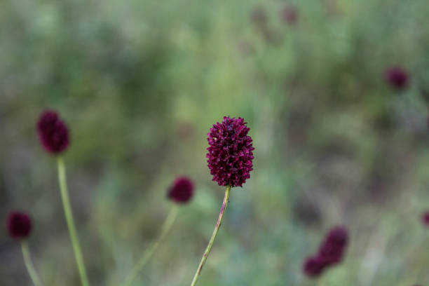 istock Sanguisorba officinalis, commonly known as great burnet 1413759566