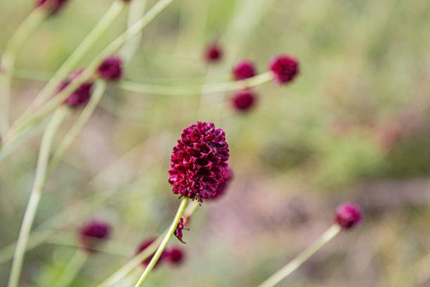 istock Sanguisorba officinalis, commonly known as great burnet 1413759657