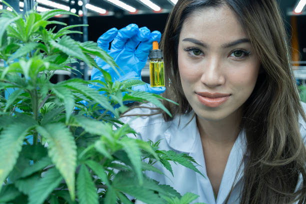 reseacher in cannabis plantation hold chemical tube dropper filled with cannabis oil Beautiful scientist reseacher in cannabis plantation hold chemical tube dropper filled with cannabis oil water based extraction disney world stock pictures, royalty-free photos & images