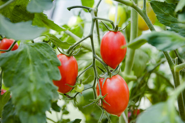 istock tomatoes in a greenhouse 1413760552