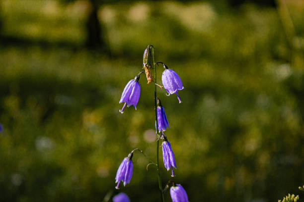 Adenophora divaricata flower also known as spreading-branch ladybell. Flowering perennial plant of the genus Adenophora, in the Bellflower family. It is distributed in East Asia, including China, Japan, Korea, and the Russian Far East