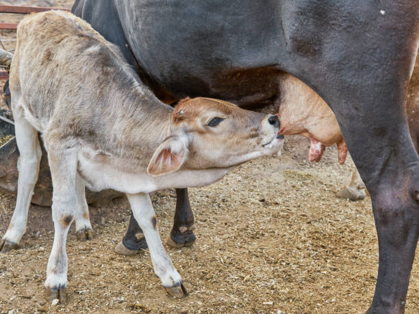 istock Calf feeding from its mother's udder rural farm concept 1413761036