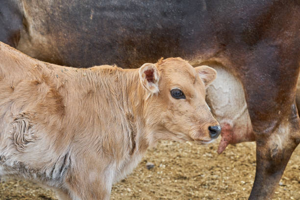 istock Calf feeding from its mother's udder rural farm concept 1413761135