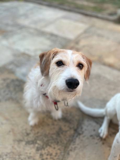 istock Senior Jack Russell cross￼ 1413761378