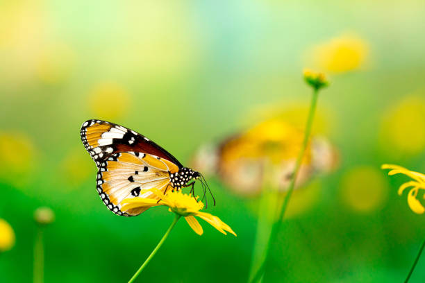 istock Beautiful tiny butterfly on a yellow flower for backgrounds and wallpaper. 1413762570