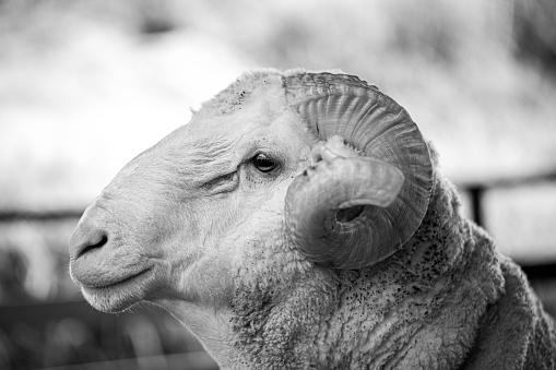 Closeup shot of Whitefaced Woodland sheep head in a farm. Malaysia livestock.