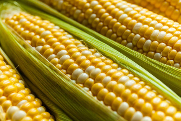 istock Fresh yellow corns ears with leaves. 1413762779