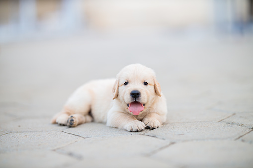 Cute Golden Retriever puppy lying calm on floor and watching straight on camera