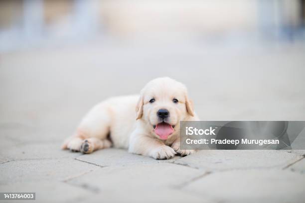 Golden Retriever Puppy Lying On Floor Stock Photo - Download Image Now - Puppy, Golden Retriever, One Animal
