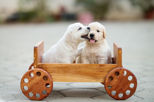 Two golden retriever puppies kissing in wooden chariot car