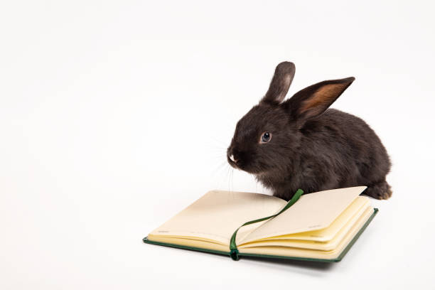 istock Black rabbit sits with notebook isolated on a white background. Hare is the symbol of 2023 according to the eastern calendar. Stationery shop mockup design. Copybook. Animal and education concept 1413764228