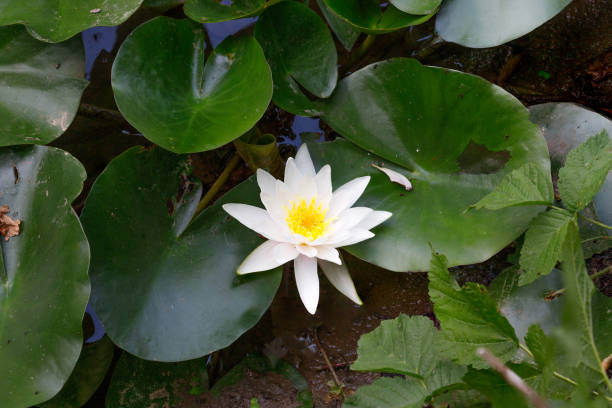 White Nymphaea nouchali Nymphaea nouchali, often known by its synonym Nymphaea stellata, or by common names blue lotus,[1] star lotus, red water lily, dwarf aquarium lily, blue water lily, blue star water lily or manel flower, is a water lily of genus Nymphaea. nymphaea stellata stock pictures, royalty-free photos & images