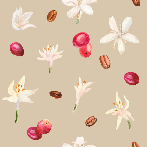 illustrazioni stock, clip art, cartoni animati e icone di tendenza di ramo dell'albero del caffè dipinto a mano ad acquerello, fiori e fagioli. pianta del caffè. maturazione delle bacche di caffè. - bean latté pattern frame