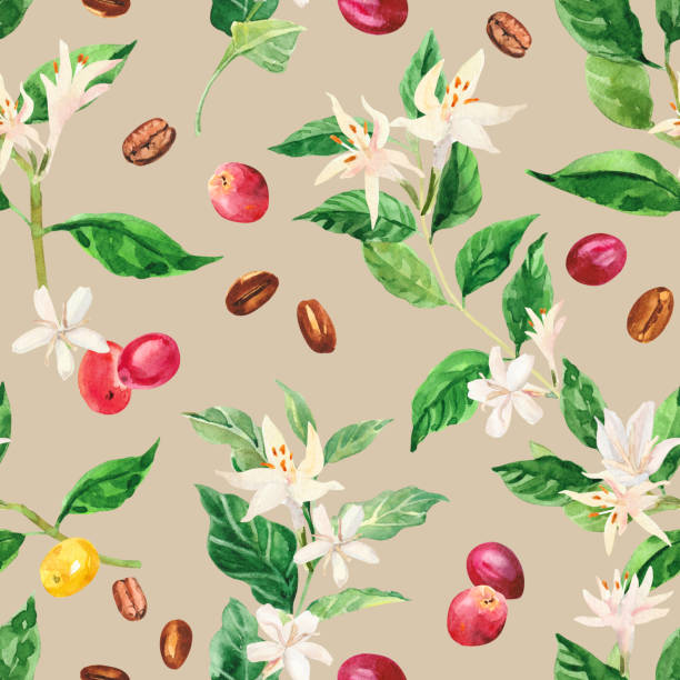 illustrazioni stock, clip art, cartoni animati e icone di tendenza di ramo dell'albero del caffè dipinto a mano ad acquerello, fiori e fagioli. pianta del caffè. maturazione delle bacche di caffè. - bean latté pattern frame