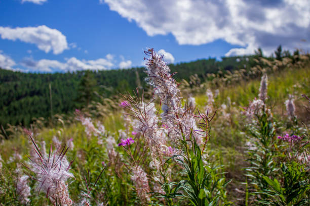 Seed stage of Chamaenerion is a genus of flowering plants in the family Onagraceae also called fireweed, rosebay willowherb
