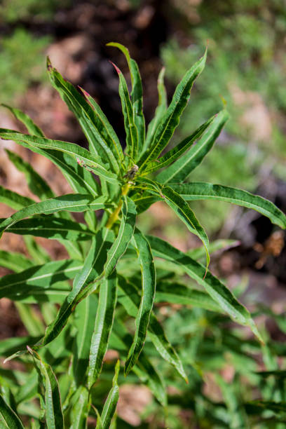 istock Chamaenerion also called fireweed, rosebay willowherb leaves 1413767928