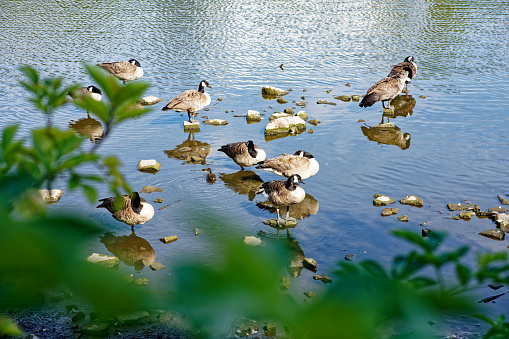 closeup of group of duck in water