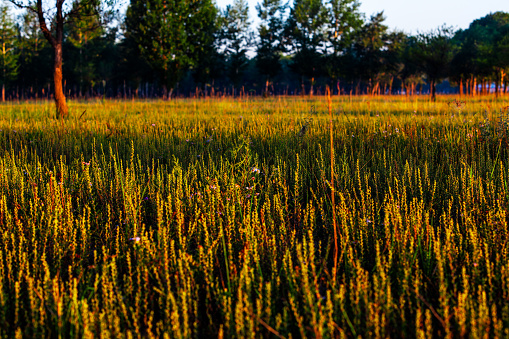 beautiful sunset in the wheat field