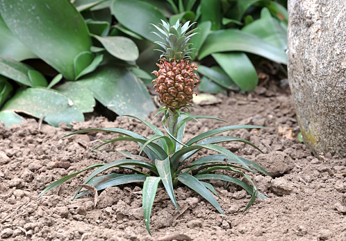 Tiny pineapple growing in a plantation, selective focus