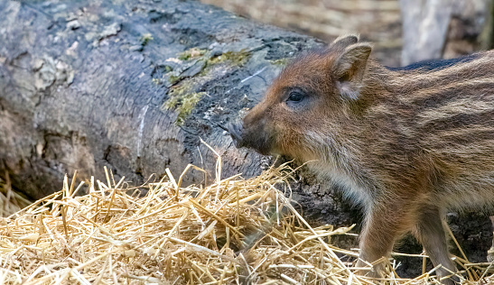 Wild Boar piglet in a woodland setting