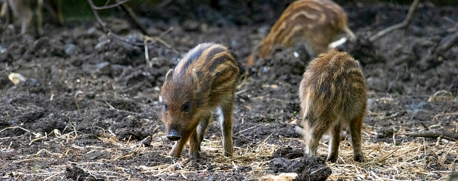 Wild Boar piglets in a woodland setting