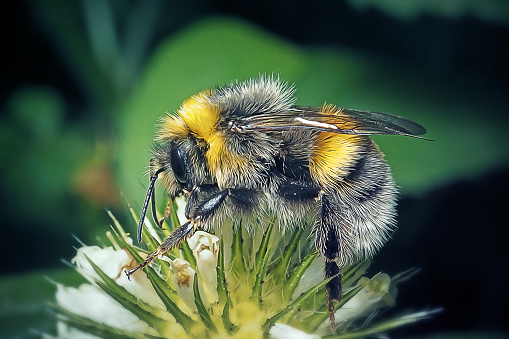 Bombus lucorum White-Tailed Bumblebee Insect. Digitally Enhanced Photograph.