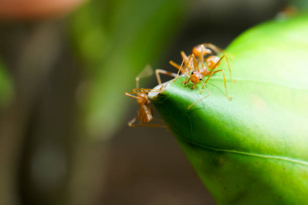 A red ant is fighting to protect its nest.