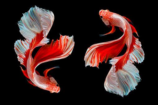 Beautiful movement of two red white betta fish, Fancy Halfmoon Betta, The moving moment beautiful of Siamese Fighting fish, Betta splendens, Rhythmic of Betta fish isolated on black background.