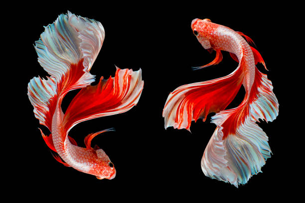 belo movimento de dois peixes betta branco vermelho, fancy halfmoon betta, o momento comovente belo de peixes siameses lutando, splendens betta, rítmico de peixes betta isolados no fundo preto. - siamese fighting fish fish pets underwater - fotografias e filmes do acervo