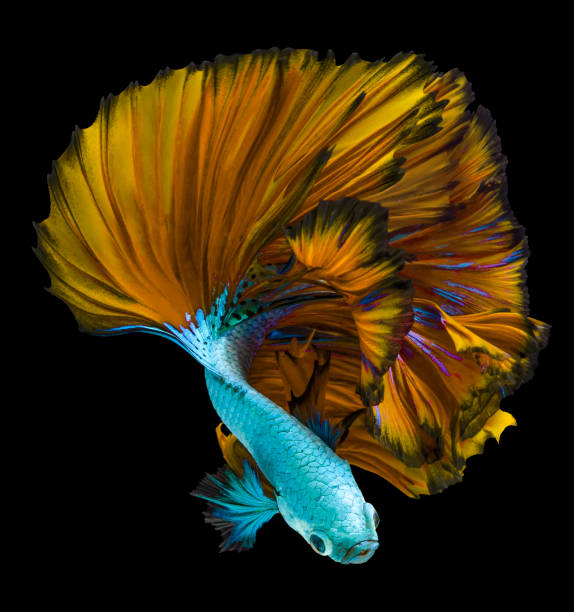 красивое движение сине-желтой рыбы бетта, сиамской бойцовой рыбы, бетта спленденс изолирована на черном фоне. - fish siamese fighting fish isolated multi colored стоковые фото и изображения