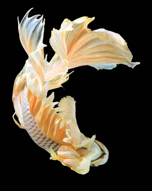 Beautiful movement of red betta fish, Siamese fighting fish, Cupang,  Halfmoon betta (Rosetail), Rhythmic of betta splendens isolated on black background.