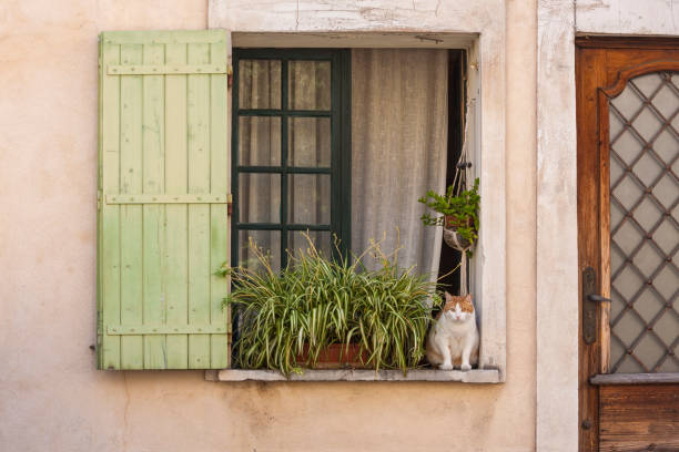 istock Cat in a window with pastel green shutter 1413775303