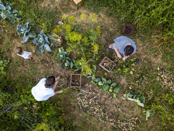 istock Family working in the garden 1413775654