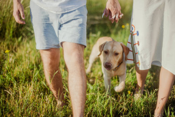 istock Labrador dog runs with its owners, a married couple, in a field 1413776624