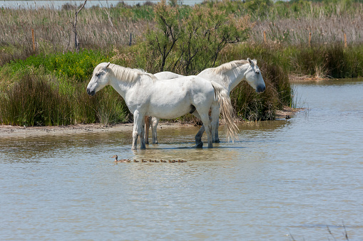 Two white Camargue horses standing in a lake, a duck with eight ducklings passing by