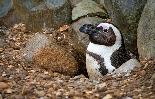 A Humboldt penguin sheltering from the rain.