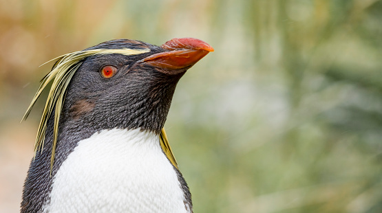 A Rockhopper penguin portrait in the rain.