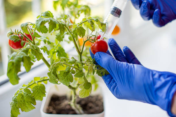 wissenschaftler, die injektion von chemikalien in rote tomate gvo. konzept für chemische gvo oder gv-lebensmittel. gentechnisch veränderte lebensmittel vor- und nachteile. - tomato genetic modification biotechnology green stock-fotos und bilder